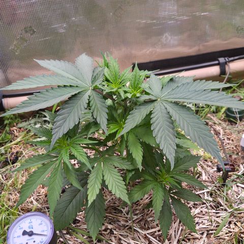 Strawberry Lemonade growlog timeline photo