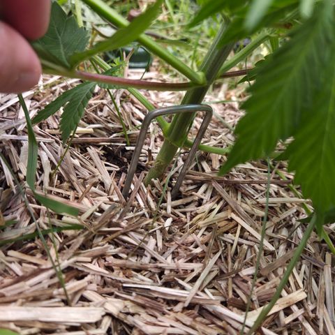 Strawberry Lemonade growlog timeline photo