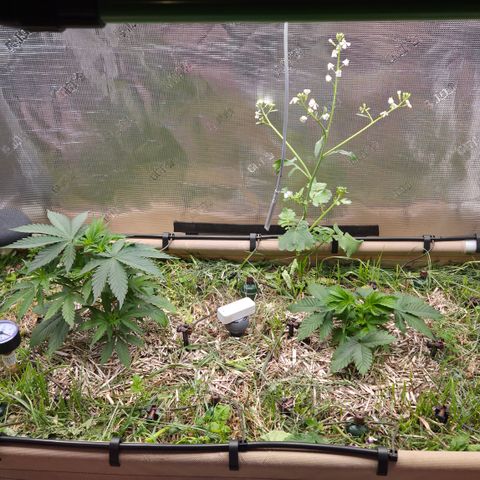 Strawberry Lemonade growlog timeline photo