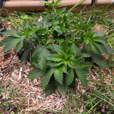 Limoncello growlog timeline photo