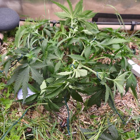 Strawberry Lemonade growlog timeline photo