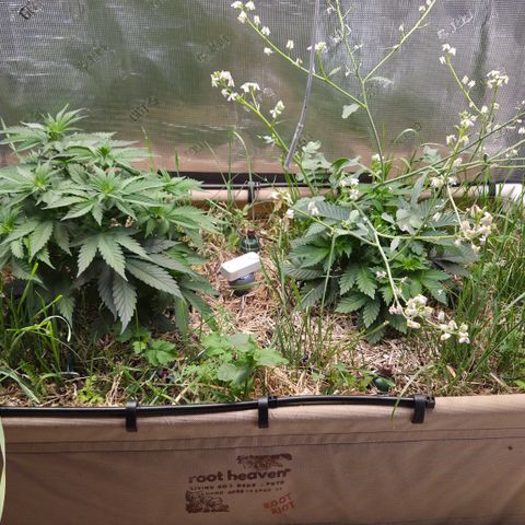 Strawberry Lemonade growlog timeline photo