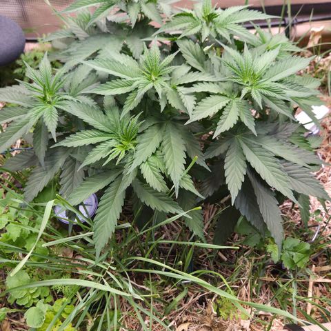 Strawberry Lemonade growlog timeline photo