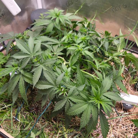 Strawberry Lemonade growlog timeline photo