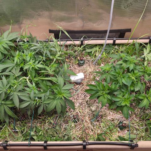 Strawberry Lemonade growlog timeline photo