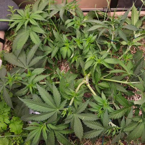 Strawberry Lemonade growlog timeline photo