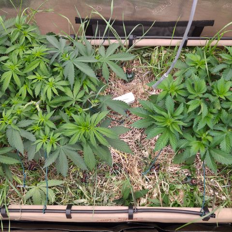 Strawberry Lemonade growlog timeline photo
