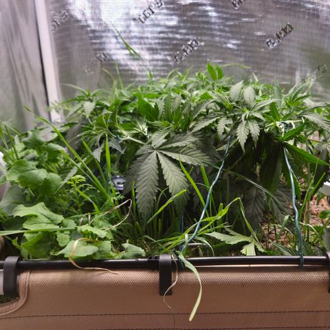 Strawberry Lemonade growlog timeline photo
