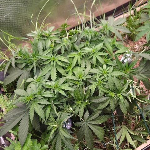 Strawberry Lemonade growlog timeline photo