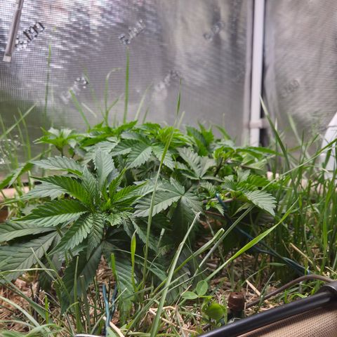 Limoncello growlog timeline photo