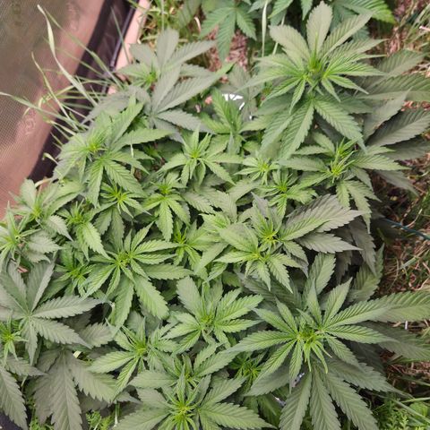 Strawberry Lemonade growlog timeline photo