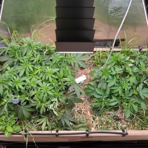 Strawberry Lemonade growlog timeline photo
