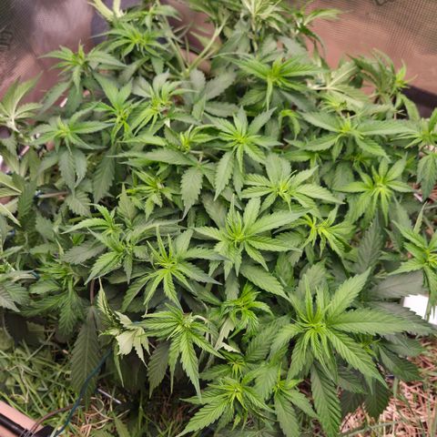Strawberry Lemonade growlog timeline photo