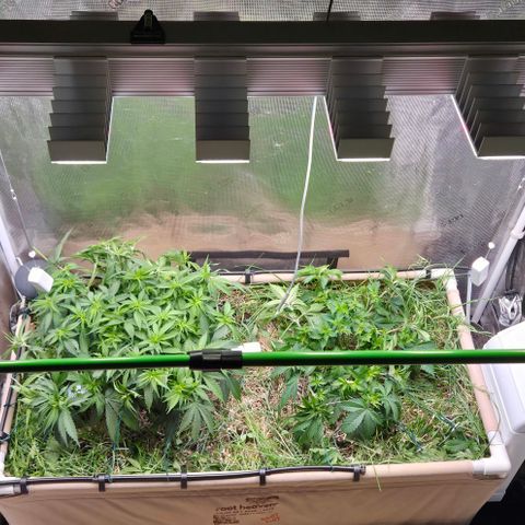 Strawberry Lemonade growlog timeline photo