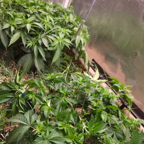 Strawberry Lemonade growlog timeline photo