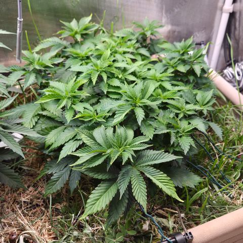 Limoncello growlog timeline photo