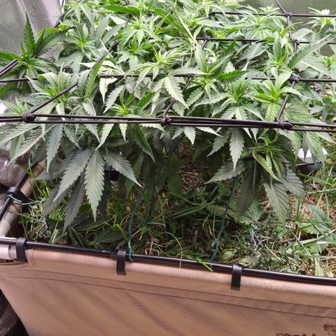 Strawberry Lemonade growlog timeline photo