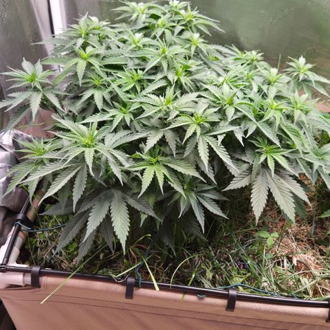 Strawberry Lemonade growlog timeline photo