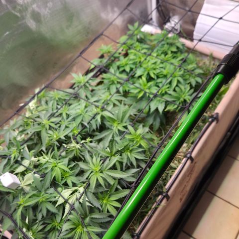 Strawberry Lemonade growlog timeline photo