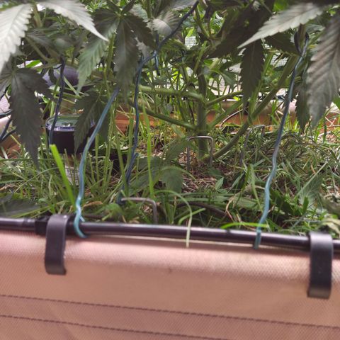 Strawberry Lemonade growlog timeline photo