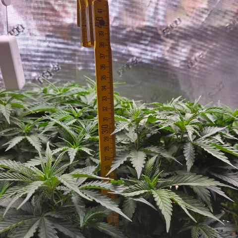 Strawberry Lemonade growlog timeline photo