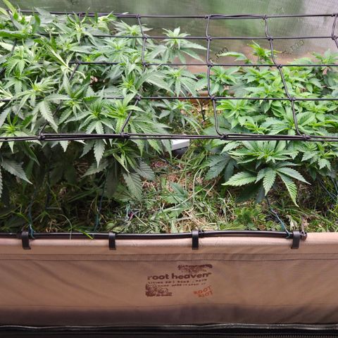 Strawberry Lemonade growlog timeline photo
