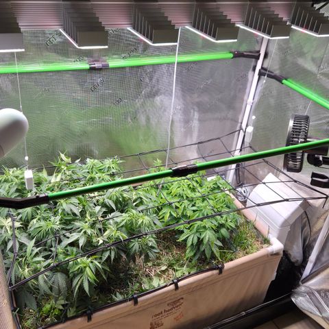 Strawberry Lemonade growlog timeline photo