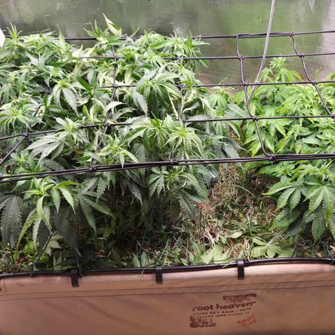 Strawberry Lemonade growlog timeline photo