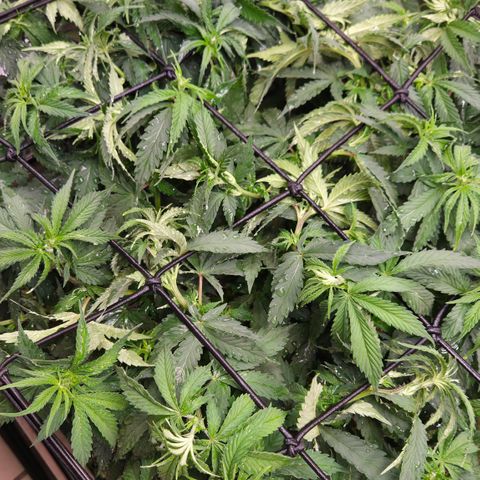 Strawberry Lemonade growlog timeline photo