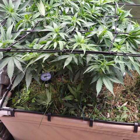 Strawberry Lemonade growlog timeline photo