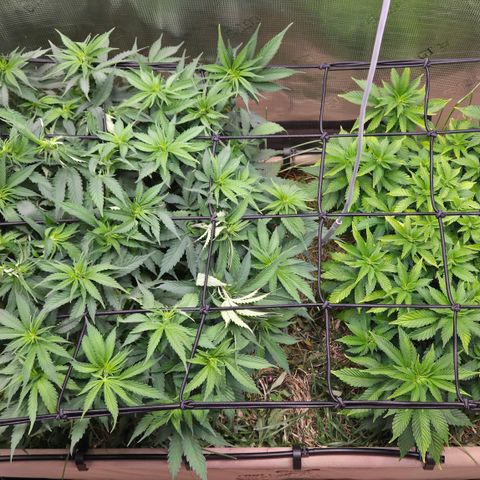 Strawberry Lemonade growlog timeline photo