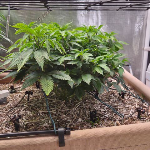 Limoncello growlog timeline photo