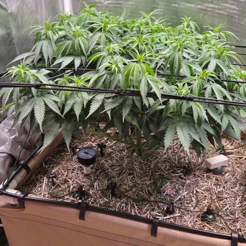 Strawberry Lemonade growlog timeline photo