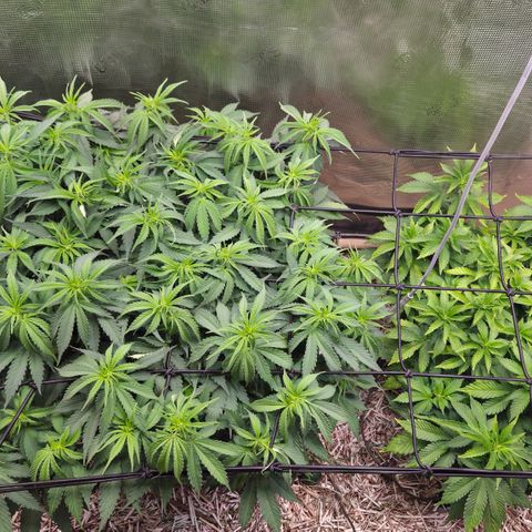 Strawberry Lemonade growlog timeline photo