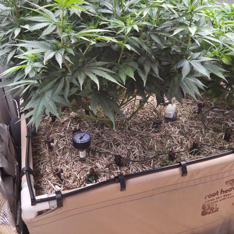 Strawberry Lemonade growlog timeline photo