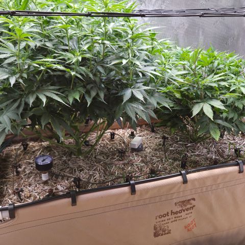 Strawberry Lemonade growlog timeline photo