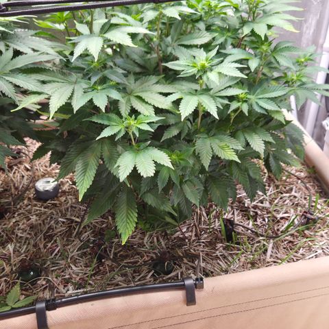 Limoncello growlog timeline photo