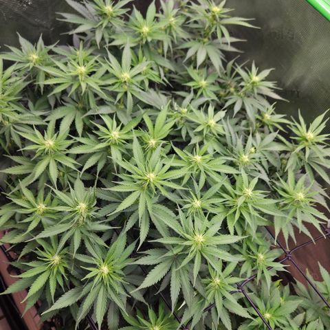 Strawberry Lemonade growlog timeline photo