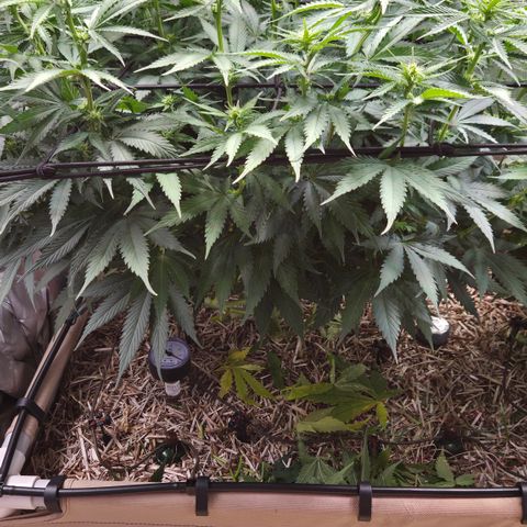 Strawberry Lemonade growlog timeline photo