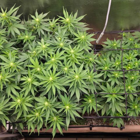Strawberry Lemonade growlog timeline photo
