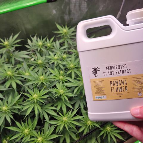 Strawberry Lemonade growlog timeline photo