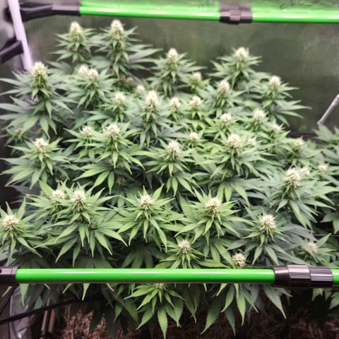 Strawberry Lemonade growlog timeline photo