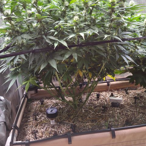 Strawberry Lemonade growlog timeline photo