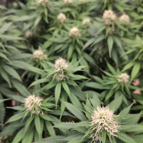 Strawberry Lemonade growlog timeline photo