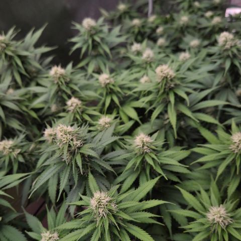 Strawberry Lemonade growlog timeline photo