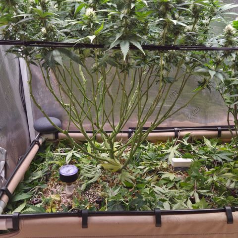 Strawberry Lemonade growlog timeline photo