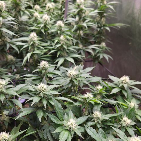 Strawberry Lemonade growlog timeline photo