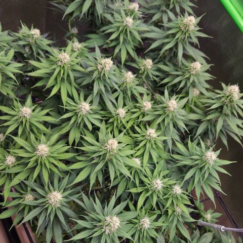 Strawberry Lemonade growlog timeline photo