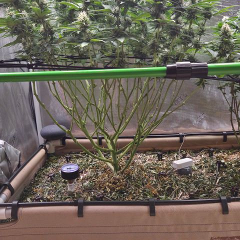 Strawberry Lemonade growlog timeline photo