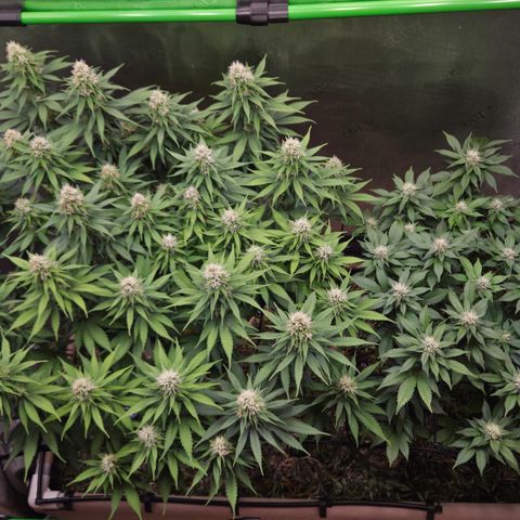 Strawberry Lemonade growlog timeline photo